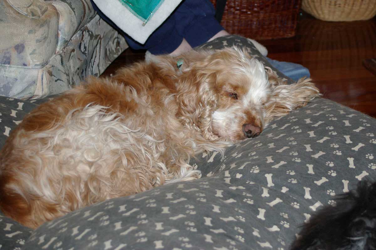 Annie Resting