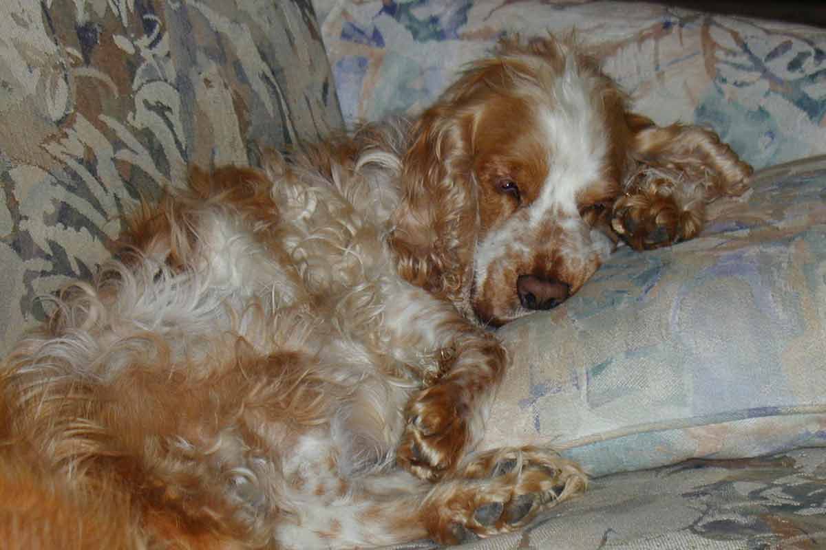 Annie Comfortable