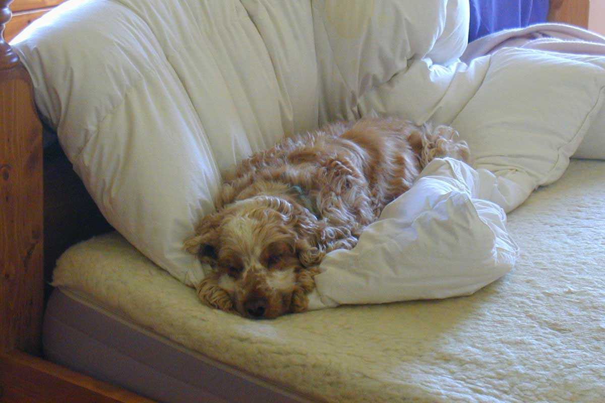 Annie restful